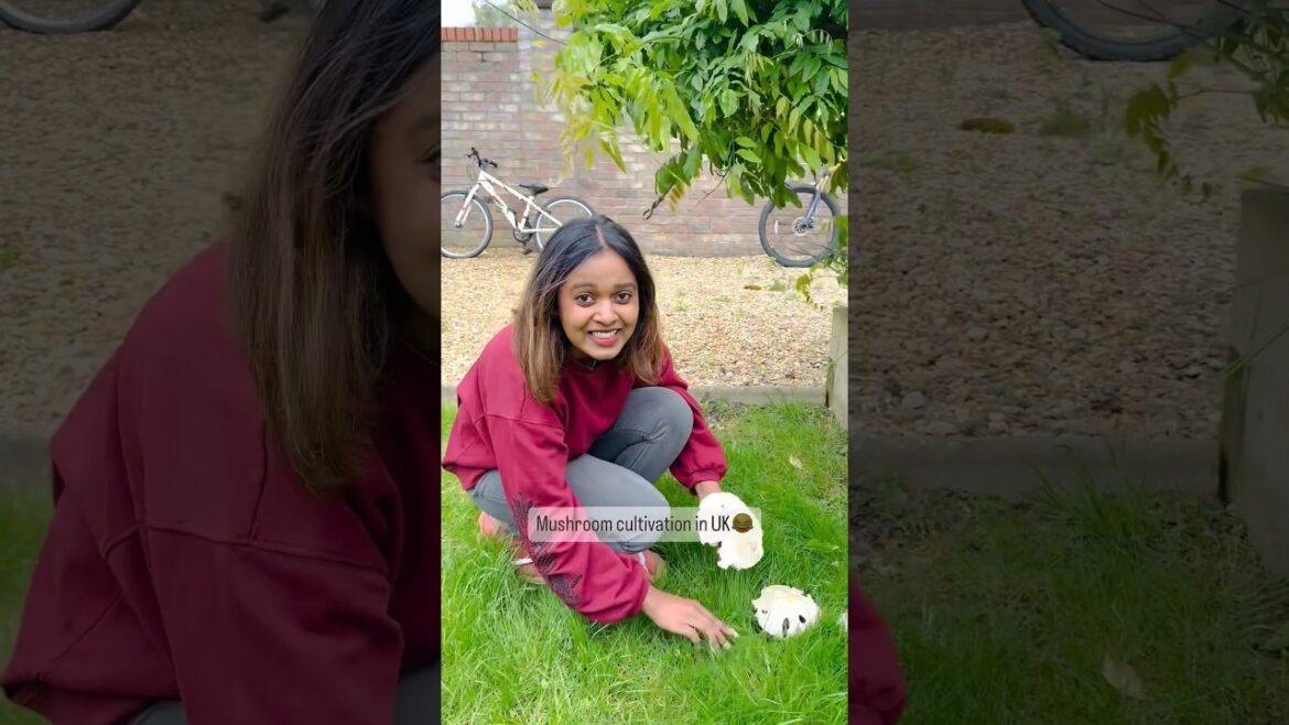 Mushroom cultivation at our backyard in UK 😛 poisonous? #ukmalayali #viralshorts #fun #mushroom