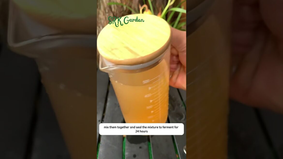 after stransplanting chili peppers after stransplanting chili peppers