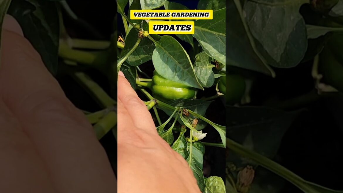 Vegetable Gardening Updates from My Terrace Garden #gardening #ytshorts #containergardening Vegetable Gardening Updates from My Terrace Garden #gardening #ytshorts #containergardening