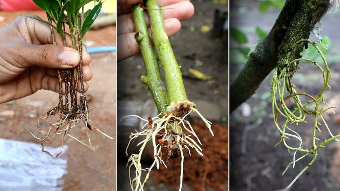 Genius Gardening Ideas 2025: Grow Plants from Cuttings (Easy & Fast!) 🌱✂️