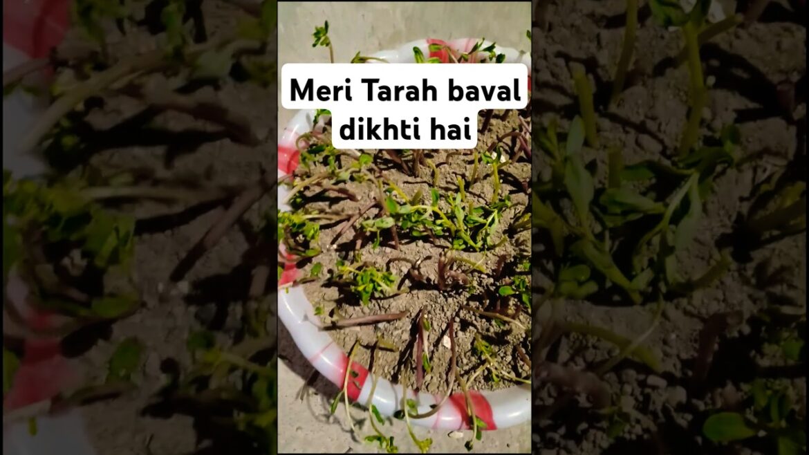 👍🏻🙏🏻👍🏻🙏🏻👍🏻🙏🏻 #plants #flowers #garden #gardening #terracegarden #gardenplants #plantsofindia #garden