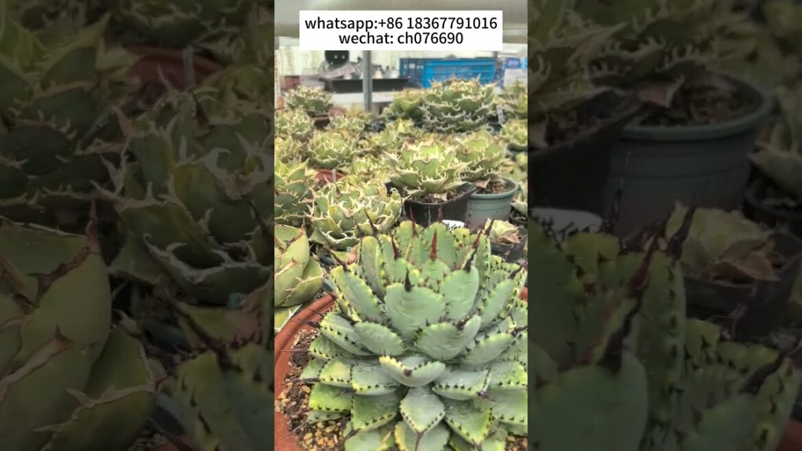 We supply the largest amount of agave #succulent #plants #wholesale