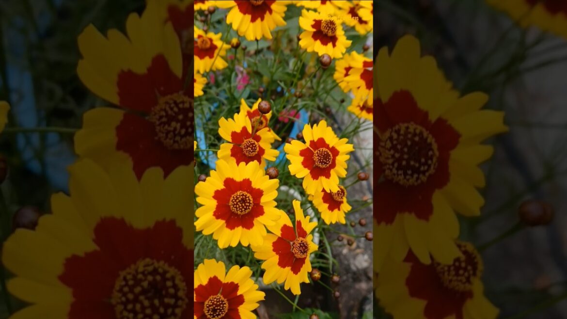 Growing beautiful Coreopsis flowers #shorts #gardening