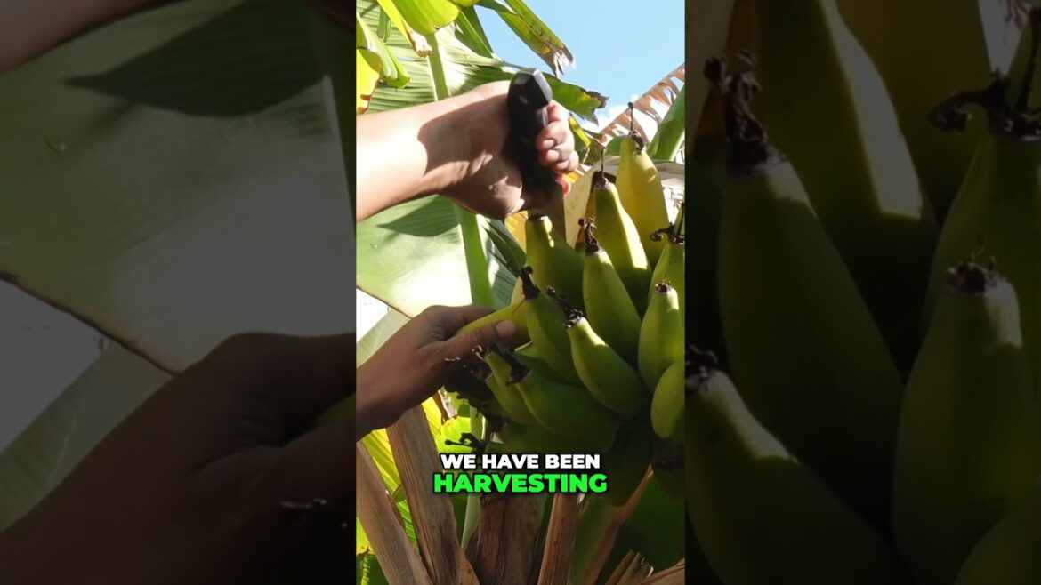 How to Grow and Harvest Sweet Rajapuri Bananas! 🍌 Easy Tips for a Thriving Plant!