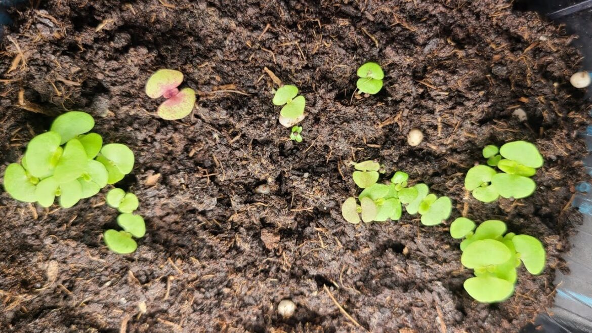 Growing Coleus from seeds Growing Coleus from seeds
