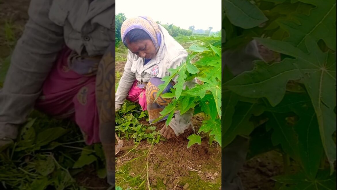 She Fought the Weeds to Save Papaya Plants! #shorts