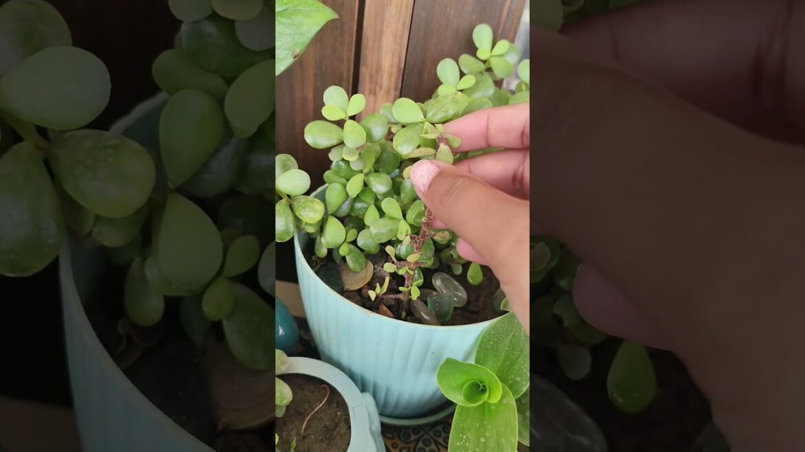 jade plant vastu tips 😉 #youtubeshorts #plants #gardening #viralvideo #garden #yt
