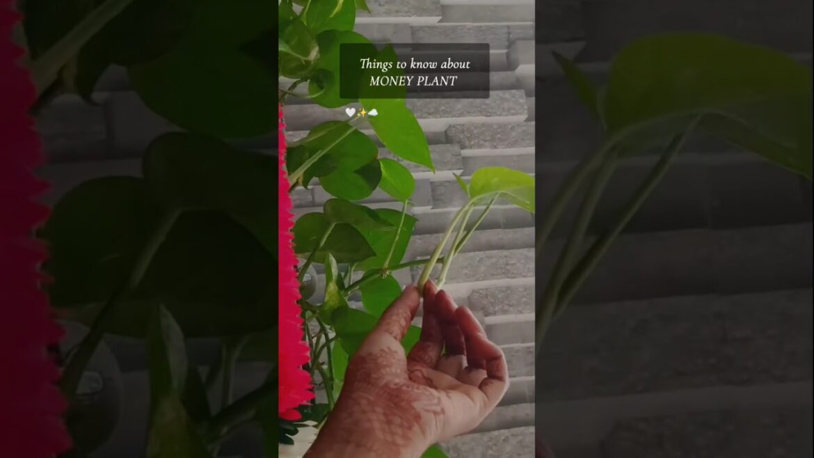 🌿 Money Plant: The LUCKIEST Houseplant You Need in 2025! 💸✨