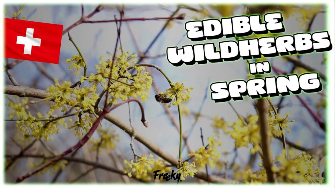 Central Europe's Vegetation In Spring | Edible & Medicinal Plants | Springwalk Switzerland | Freeky