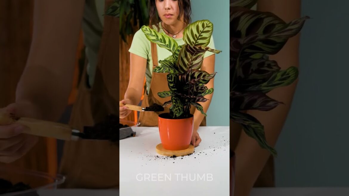 From Seed to Supper: Sustainable Gardening for Cozy Space From Seed to Supper: Sustainable Gardening for Cozy Space