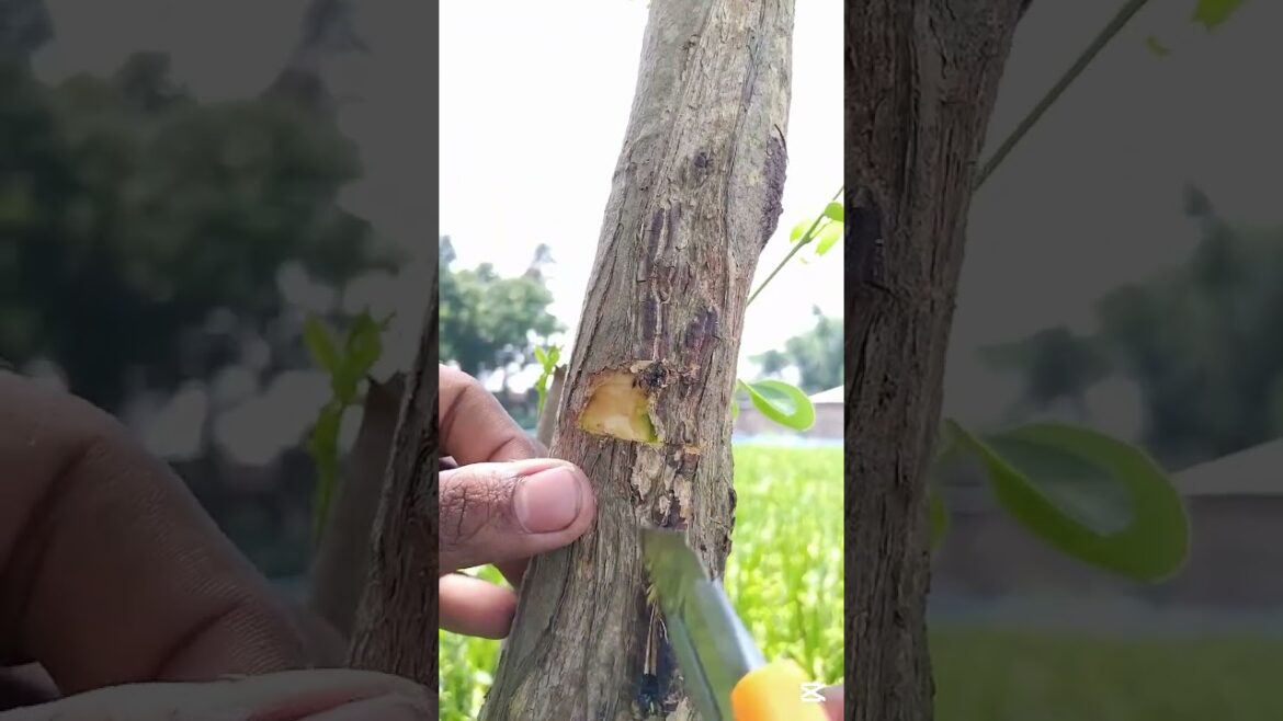 Best grafting technique for fruit plants grafting and budding #satisfying #bonsai #asmr #shorts