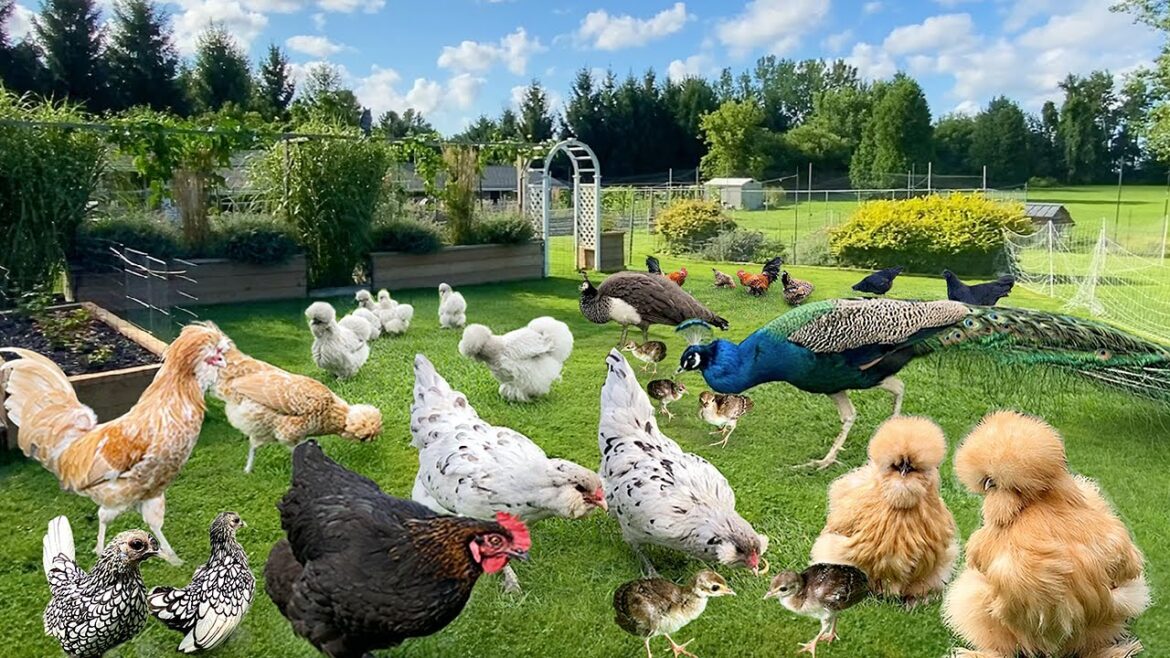 Finding Your Own Happiness in Nature’s Rhythm: Raising Organic Chickens, Gardening & Cooking