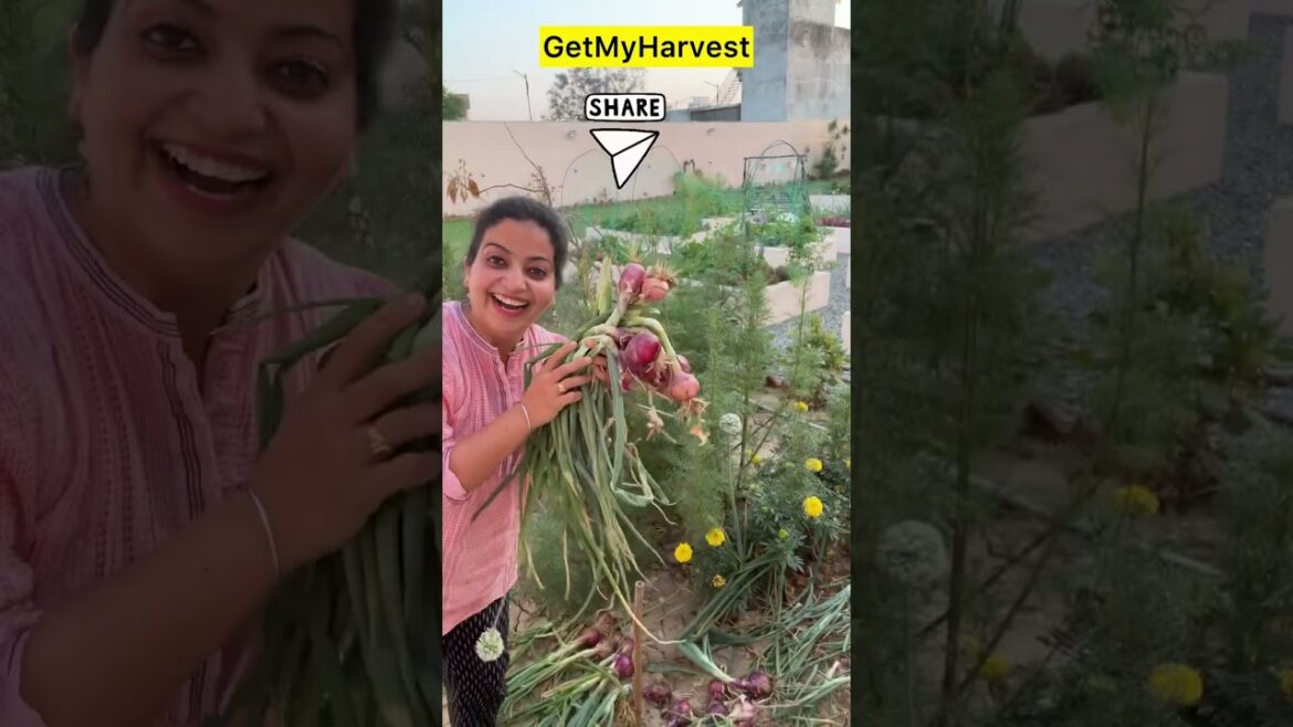 Bumper Harvest of Onion | Yeh kitna kilo hoga, guess karo | Pyar se harvest kiye pyaaz Bumper Harvest of Onion | Yeh kitna kilo hoga, guess karo | Pyar se harvest kiye pyaaz