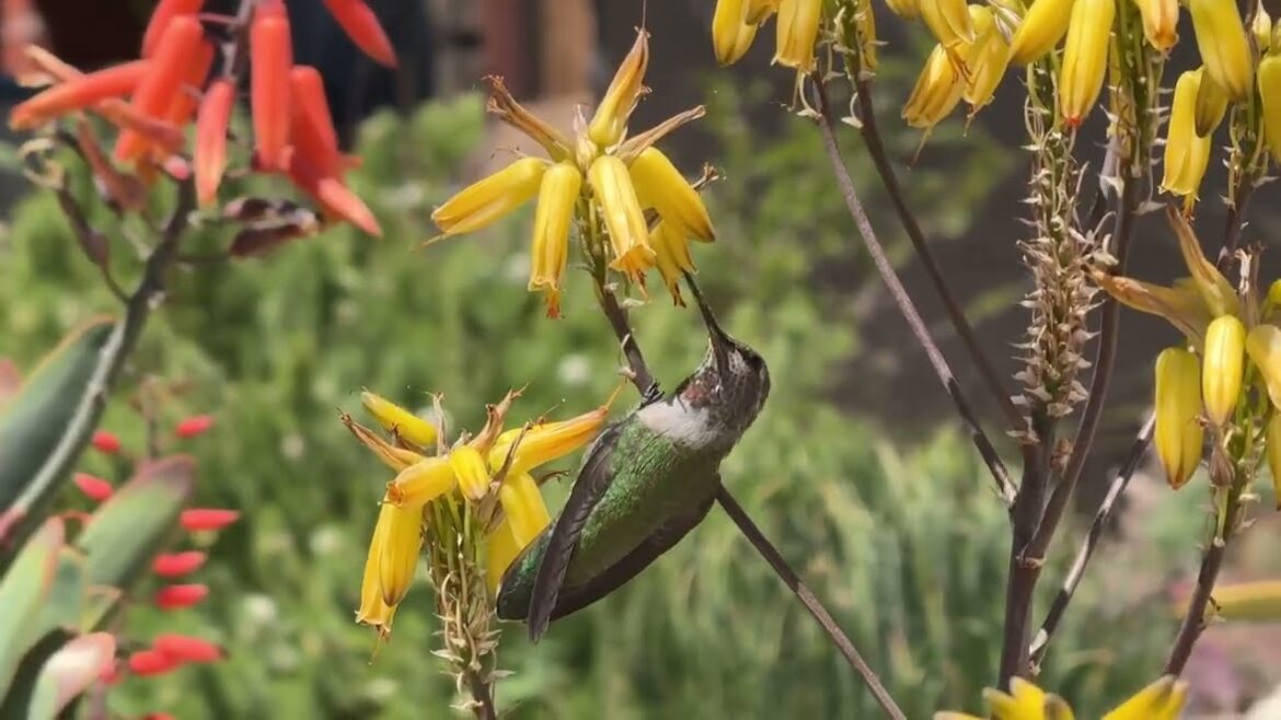 Drought-Tolerant Front Yard Tour: Rare Cactus & Succulent Landscaping