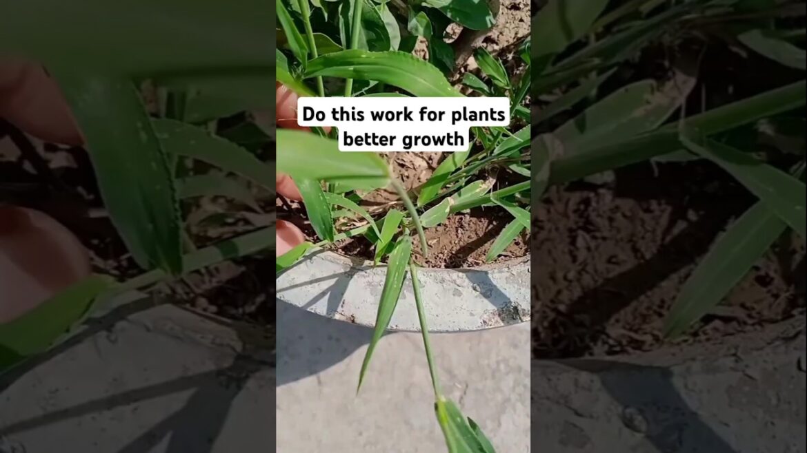 Easy plant care tips for fast growth#flowers#gardening#shortsfeed#viralshorts#shorts#ytshorts#viral