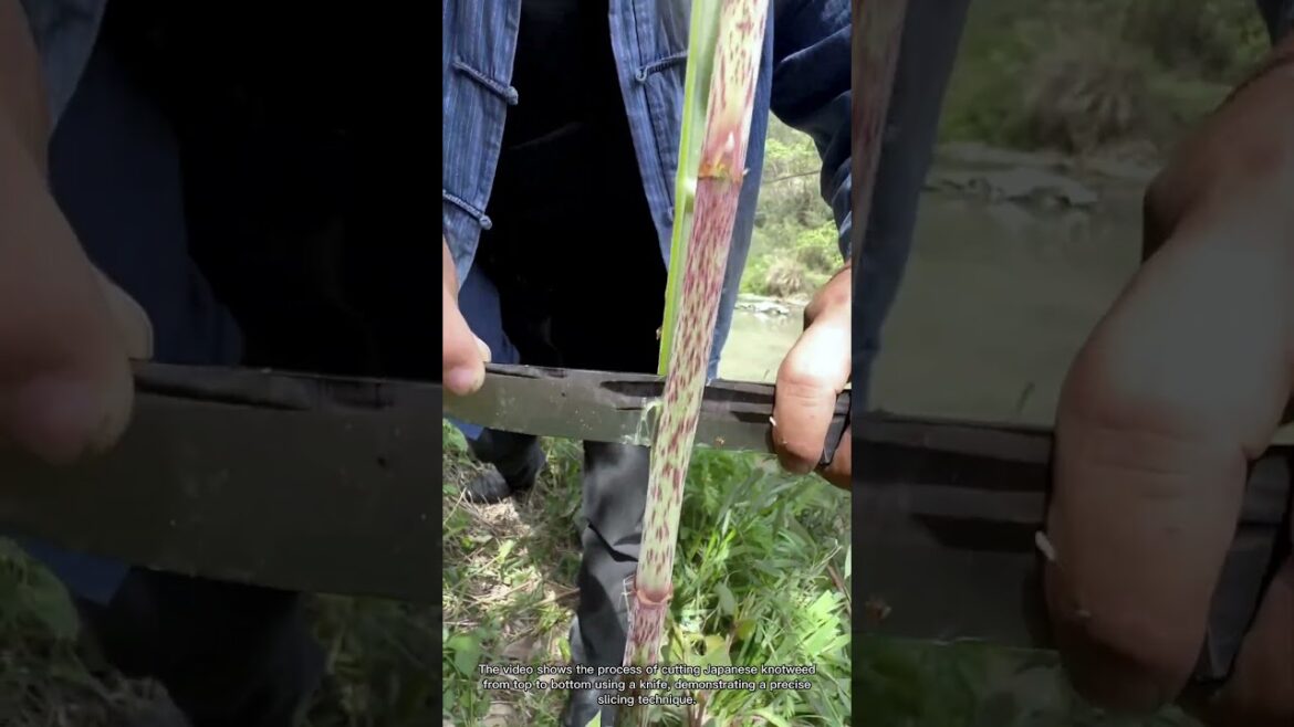 How to Cut Japanese Knotweed | Precision Knife Technique from Top to Bottom