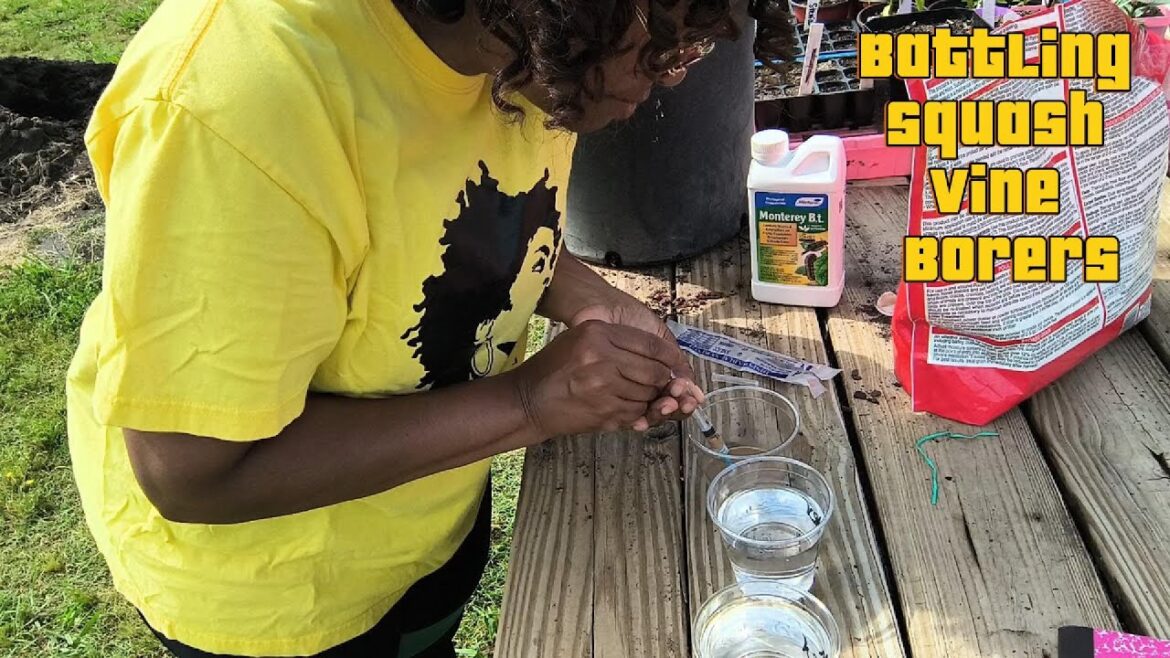 Garden Know-How: Squash Vine Borers, Container Gardening & Fruit Trees