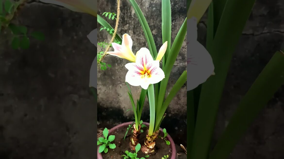 How To Care rain Lili Flower #shortvideos #gardening #shorts #garden #shortsvideo #nursery