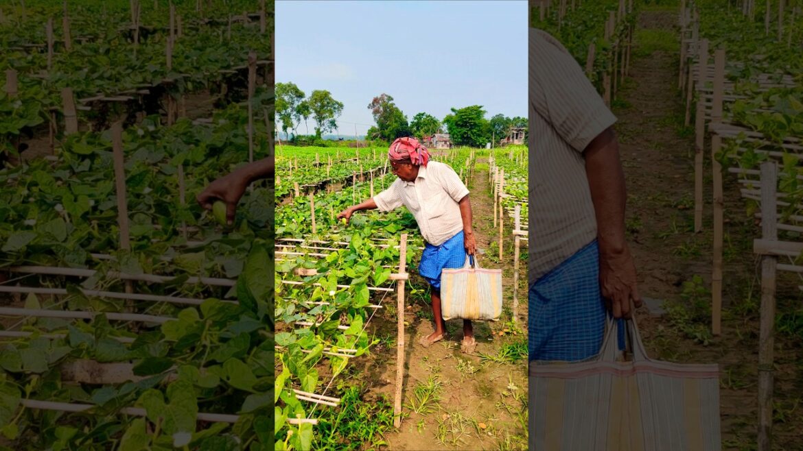 Season’s First New Varieties Pointed Gourds Harvest by Old Farmar #shorts
