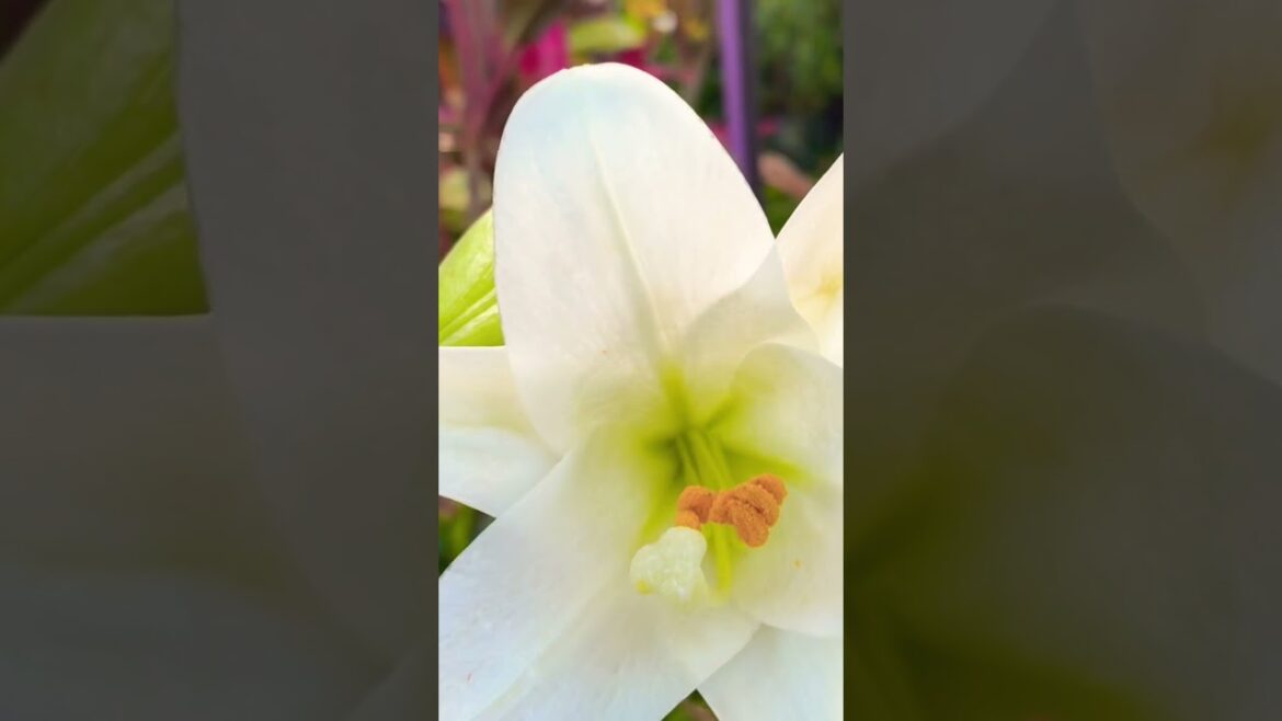 #nature #mybackyardgarden #gardendesign #garden #gardenideas #gardenflowers #container #pots