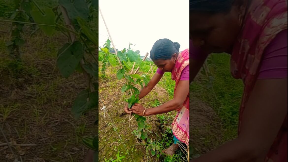 Pointed Gourd Training: Ground to Trellis Made Simple #shorts