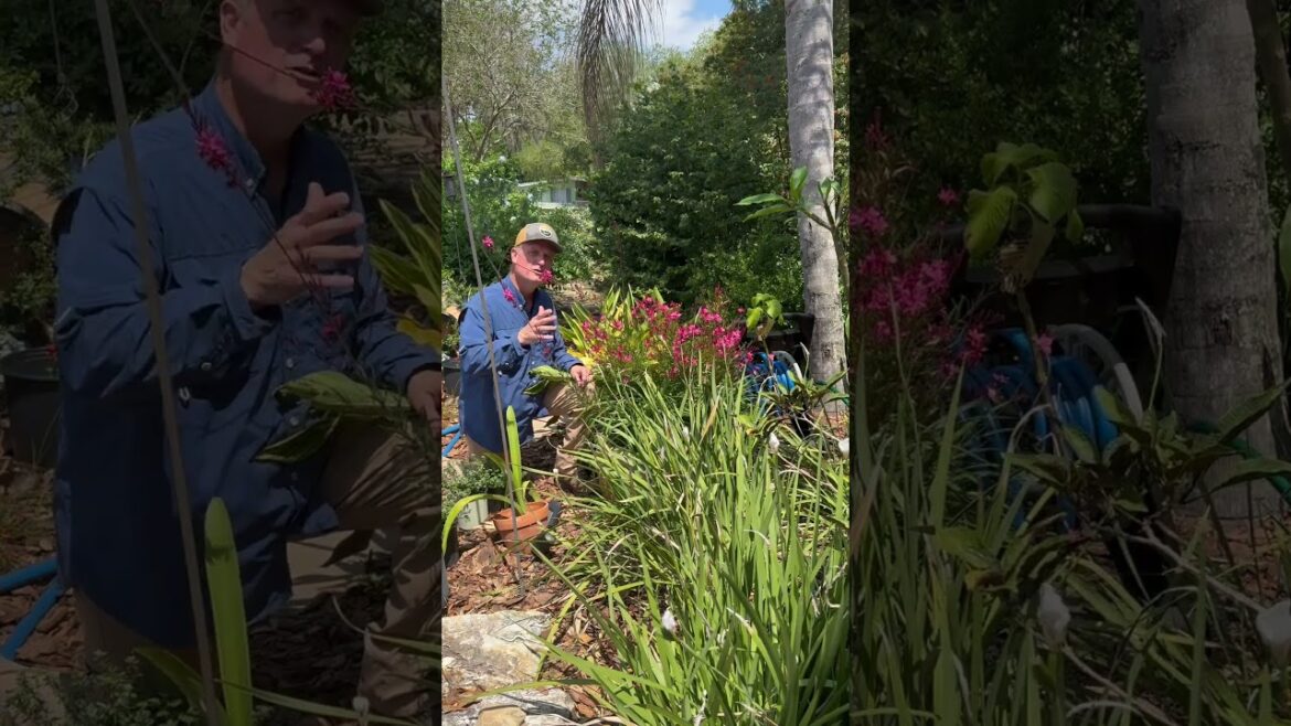 Landscape maintenance and plants pro tips for Central Florida: Gaura or Whirling Butterflies