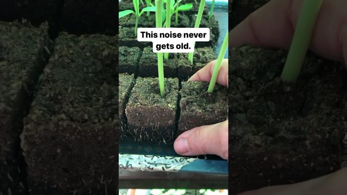 Timing is at the root of all growing successes! Comment CLUB to join my community! My CLUB Timing is at the root of all growing successes! Comment CLUB to join my community! My CLUB