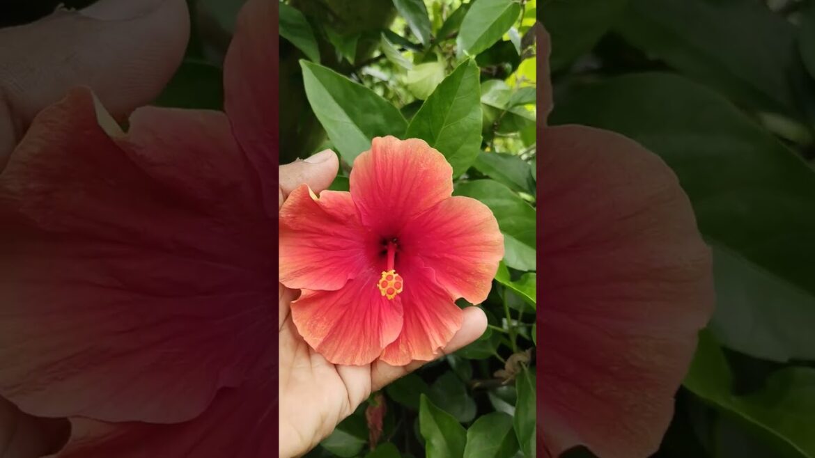 Blooming of Red Hibiscus #shortsfeed #shortvideo #shorts #youtubeshorts #youtube