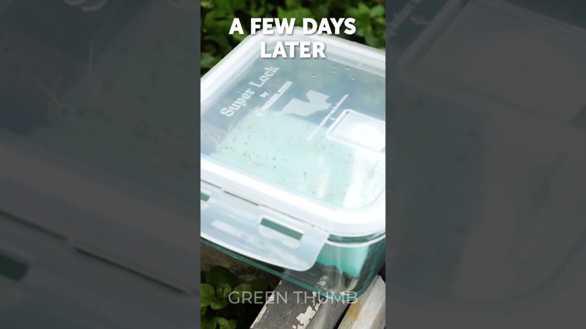 Effortless Indoor Planting Magic in a Seconds ⚡