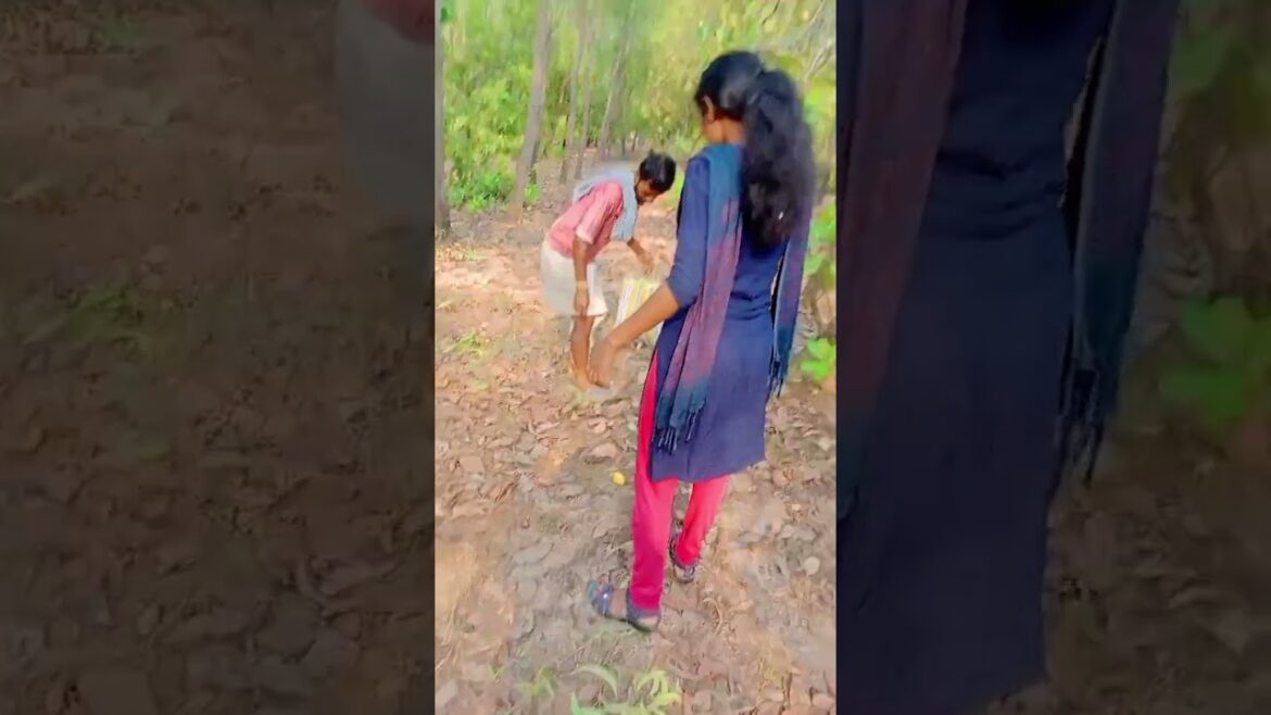 কাজু বাদাম এর বাগান (Cashew)#food #foodie কাজু বাদাম এর বাগান (Cashew)#food #foodie