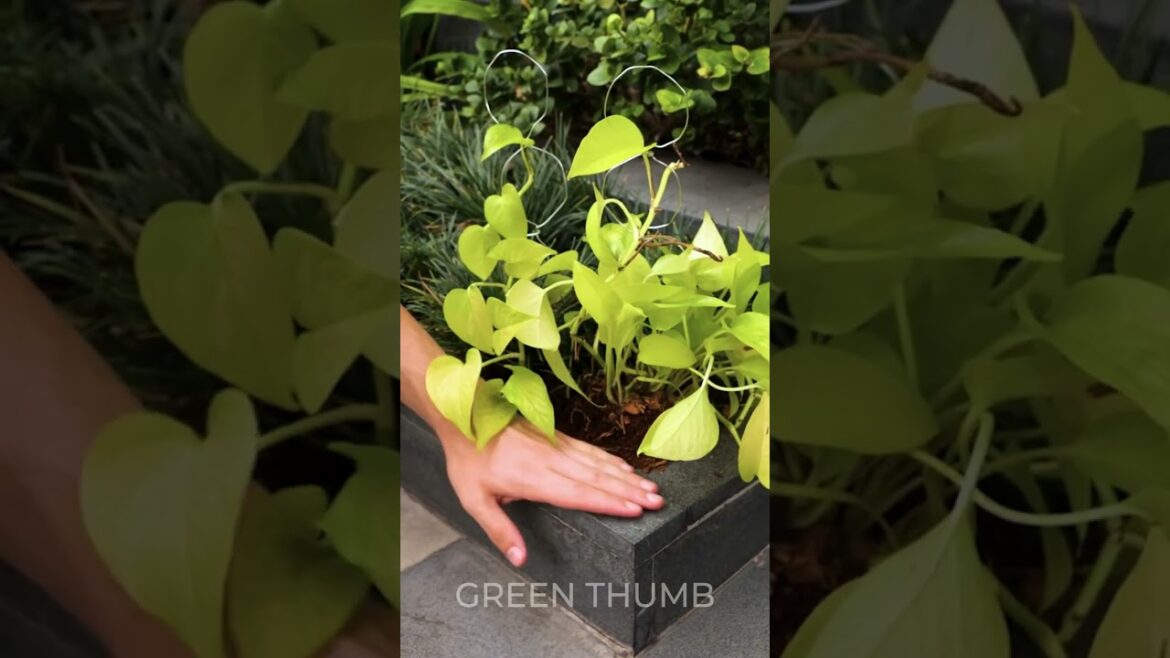 DIY Garden Decor on a Dime: Repurposing Household Items