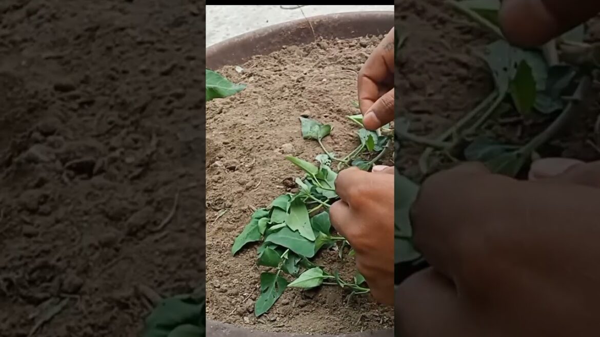 Pot Cultivation of Water Spinach