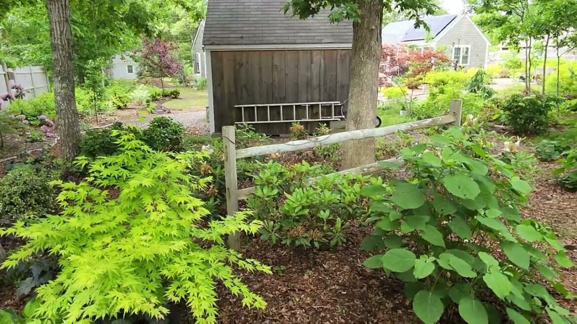 Cape Cod Garden Tour Japanese Maple Tour #5 06-07-24 Cape Cod Garden Tour Japanese Maple Tour #5 06-07-24