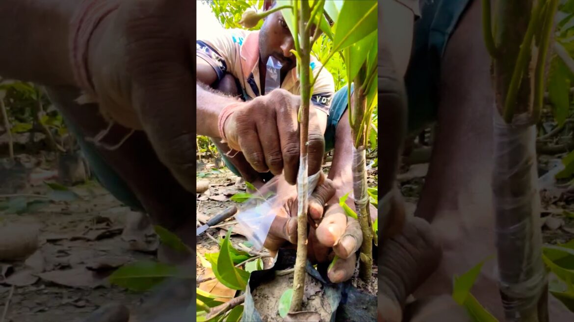 100% Success Rate Sapota (Chikoo/সবেদা) Grafting Technique Exposed #shorts