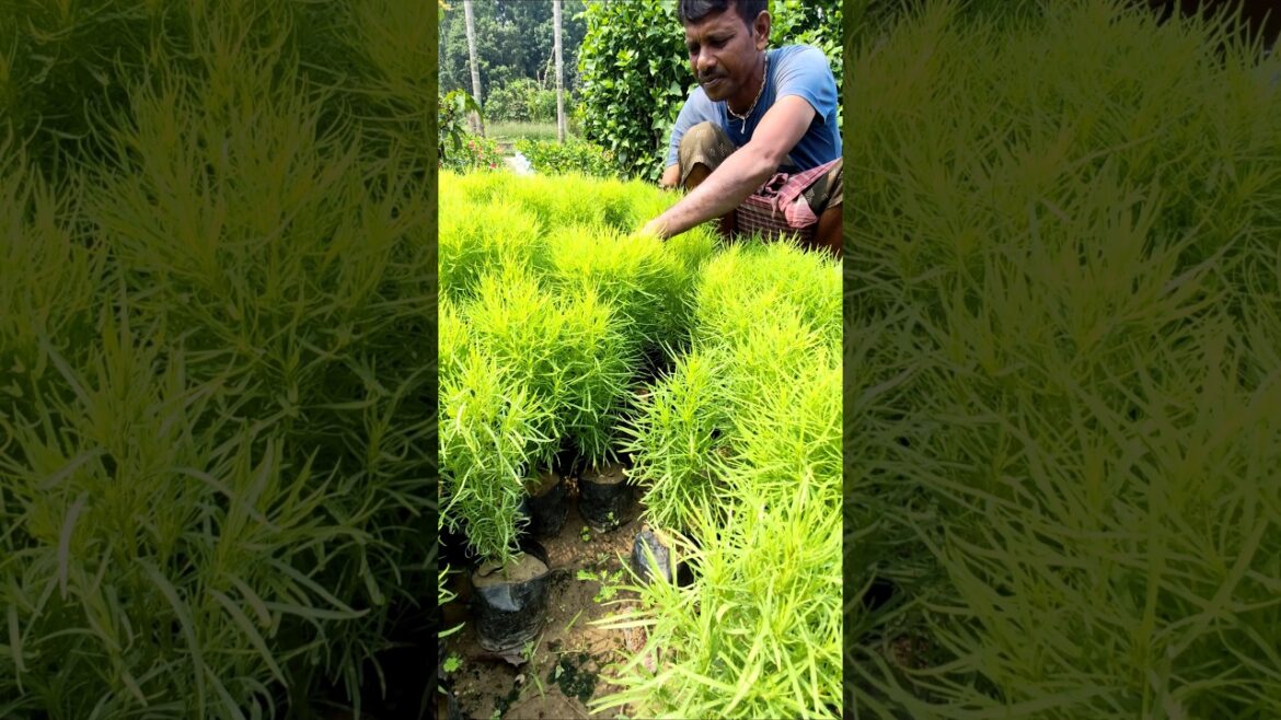 Kochia Farming Routine: Loosening Soil, Removing Weeds #shorts