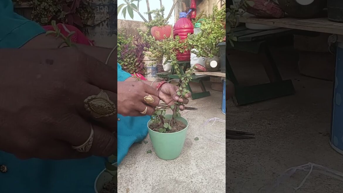 #garden #gardening #plants #bonsai #gardeningideas #jedplant topiyari 🍀🍀🍀🍀🍀🎉🎉🎉🎉🎉💐💐💐💐💐🌹🌹🌹🌹🌹👌👌👌👌👌