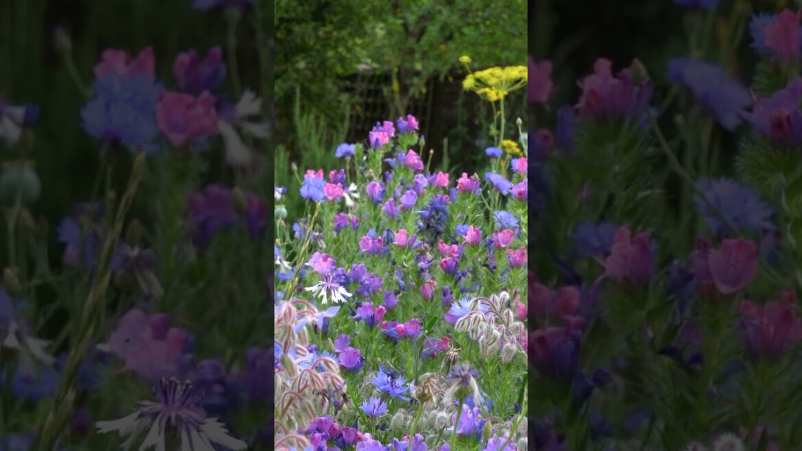 Simple - but essential - wildflower growing tip