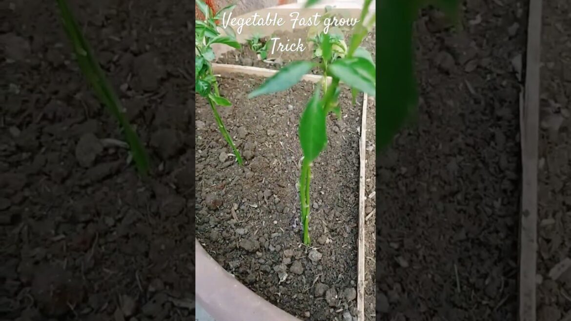 Vegetable grow in summer season tricks part-1 #shorts #vegetables #vegetablegardening #youtubeshorts