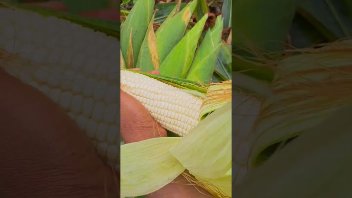 Harvesting fresh corn from my backyard Garden like Ron Finley &Charles Dowding.#nature #garden Harvesting fresh corn from my backyard Garden like Ron Finley &Charles Dowding.#nature #garden