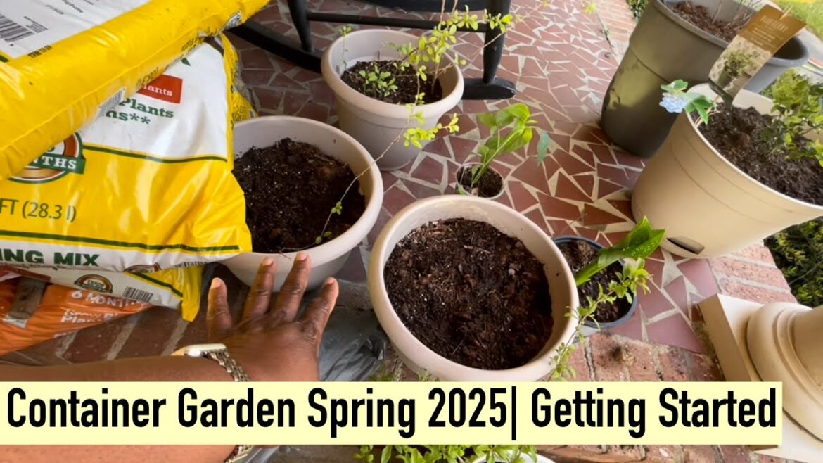 Container Garden Spring 2025| Getting Started