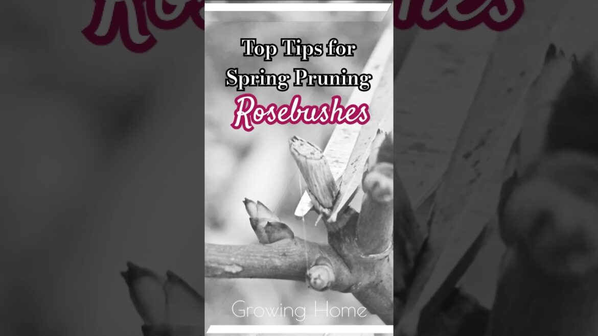 ROSES: Spring Pruning 🌹 Growing Home #gardentips