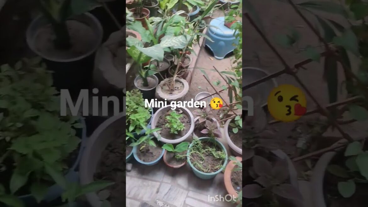Mera Chhotu Sa garden 🙏🙏🙏 #plants #indoorplants #garden #gardening Mera Chhotu Sa garden 🙏🙏🙏 #plants #indoorplants #garden #gardening