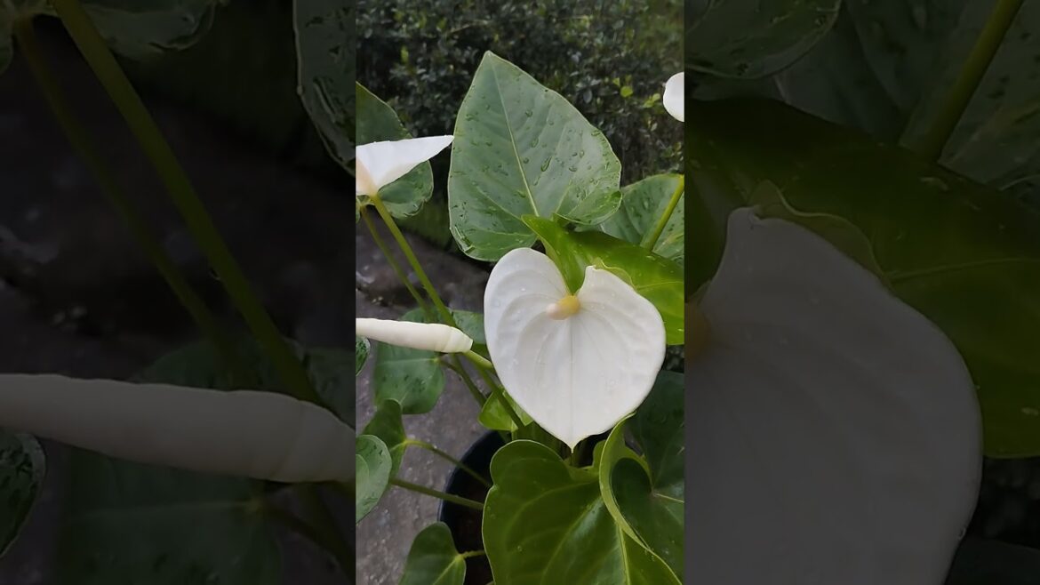 #pearl white #anthurium # home garden #nature