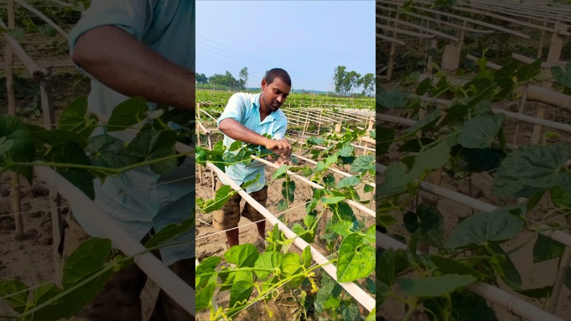 From Ground to Trellis: Step-by-Step Pointed Gourd Training #shorts