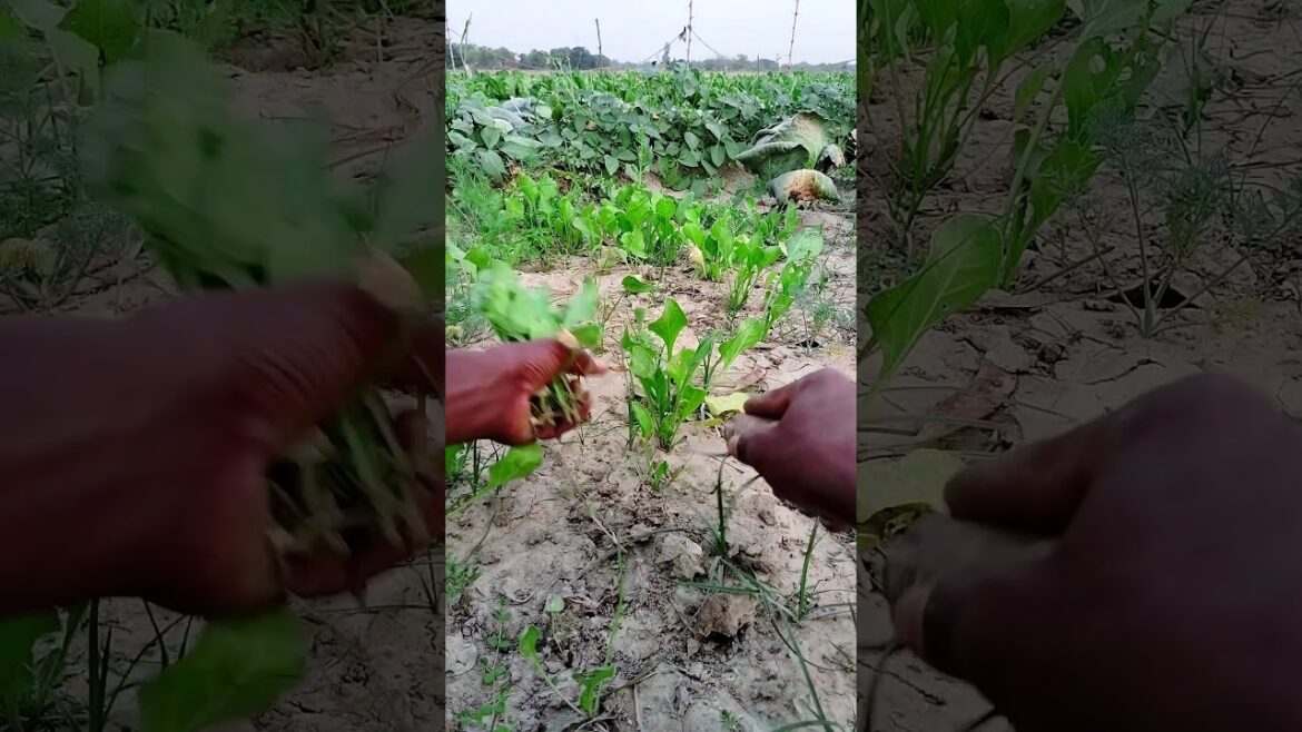 How To Harvest Palak / Palak Ki Harvesting 🌱 #shorts #gardening #harvesting