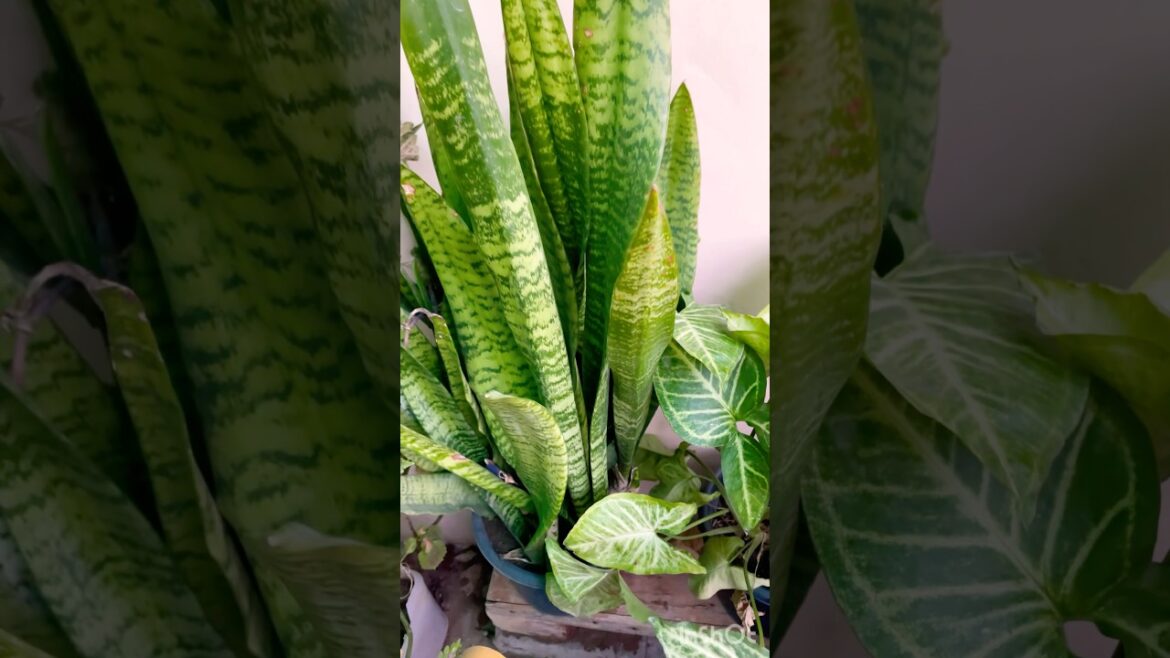 Gardening tips for beginners | snake plant #terracegarden #viralvideo