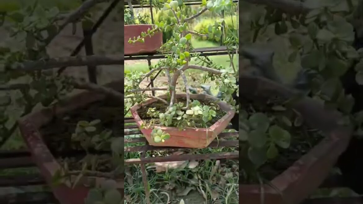 Beautiful plants#shorts #ytshorts #india #reels #instagram #explore #garden#yoytubeshorts #video