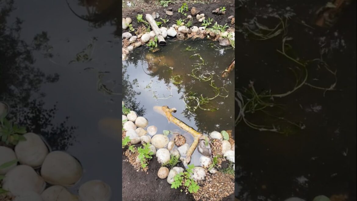 Build a wildlife pond? Yes please #ponds #garden #design