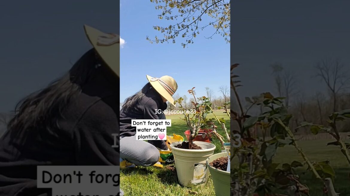 Planting Hybrid roses in  a container#shorts #containergardening #roses #shortsvideo #starting