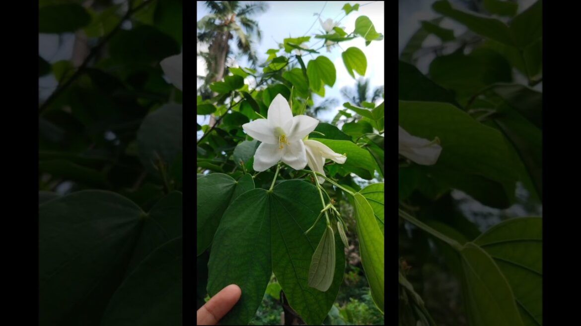 MyGarden flowersCollection #shortsfeed #shorts #trending #trendingshorts #gardening #viralshorts MyGarden flowersCollection #shortsfeed #shorts #trending #trendingshorts #gardening #viralshorts